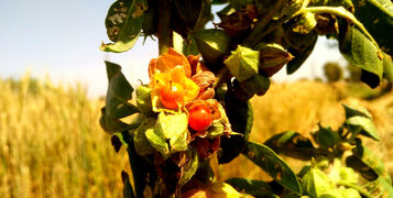 Withania,Somnifera,,Known,Commonly,As,Ashwagandha,,Indian,Ginseng,,Poison,Gooseberry,