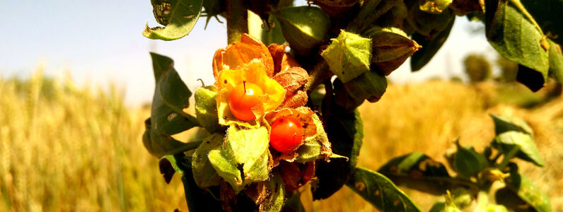 Withania,Somnifera,,Known,Commonly,As,Ashwagandha,,Indian,Ginseng,,Poison,Gooseberry,